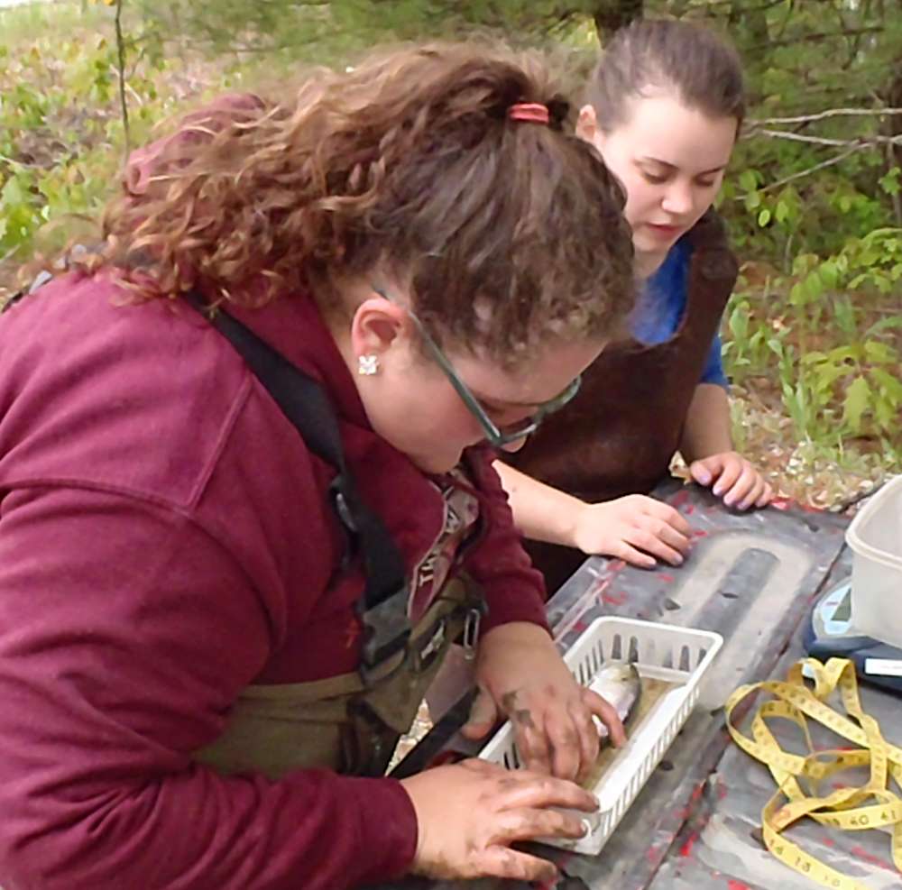 Blair Morrison, a research intern at the reserve, takes the measure of an alewife.