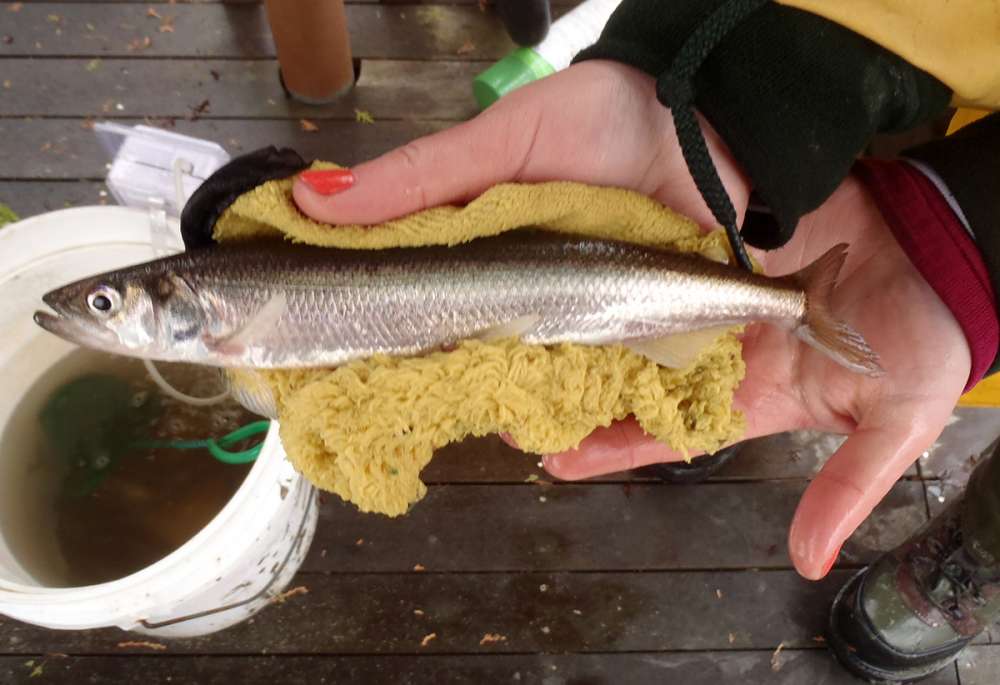 Rainbow Smelt: 1,242