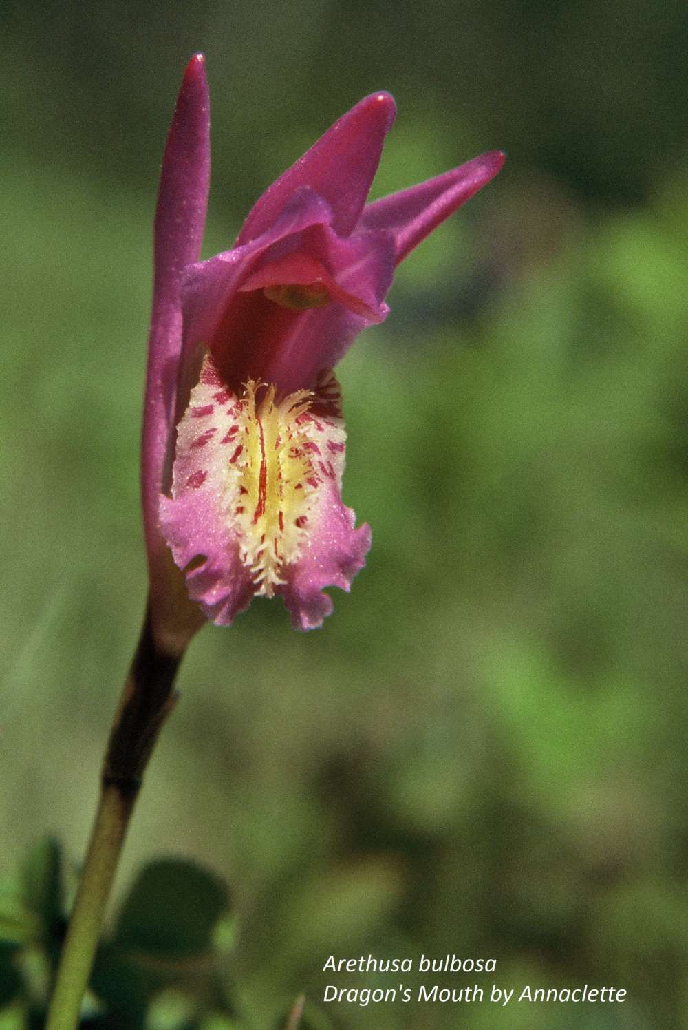 Dragon's Mouth, Arethusa bulbosa, in the mossy bog. Photo &copy; Annaclette.