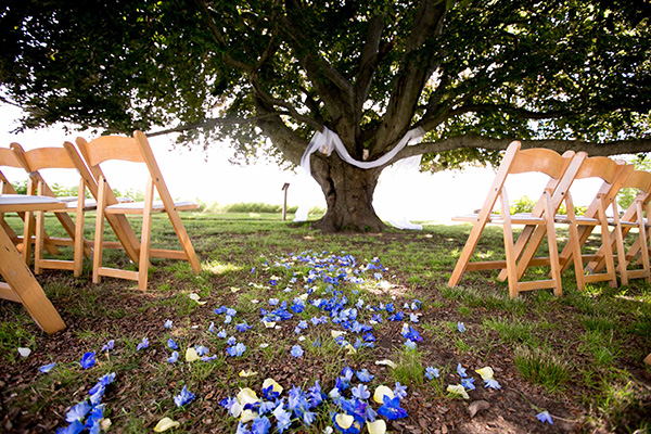 The copper beech awaits the wedding party.
