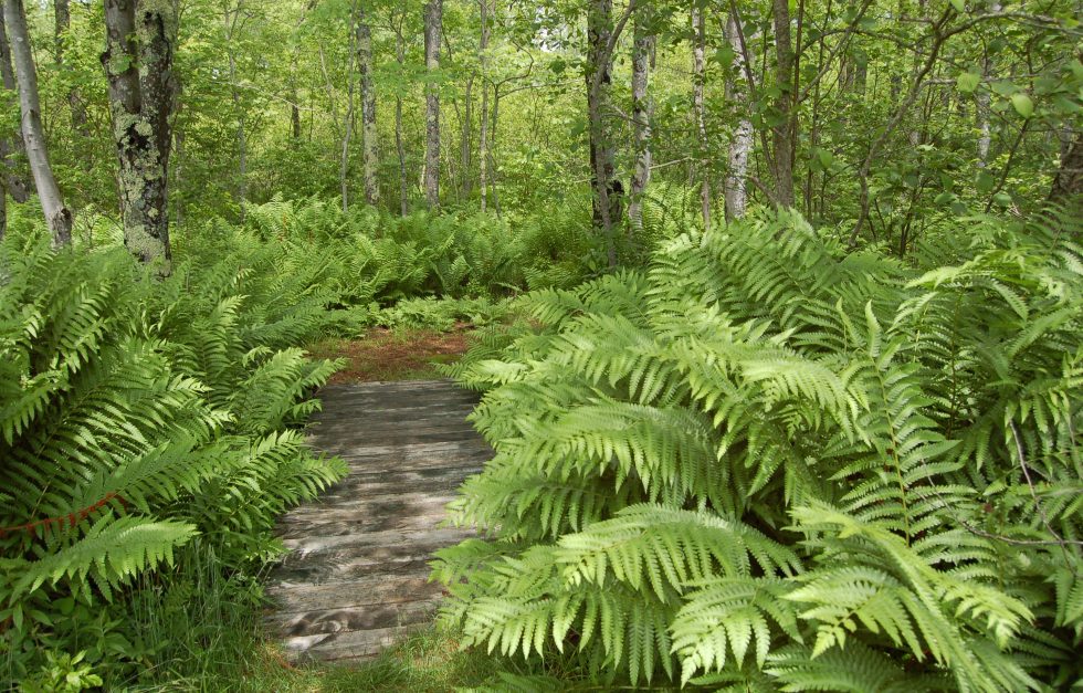 Ferns And Boardwalk