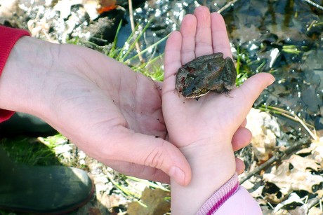 Preschool Frog Frenzy Program