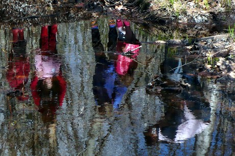Frog Frenzy Reflections