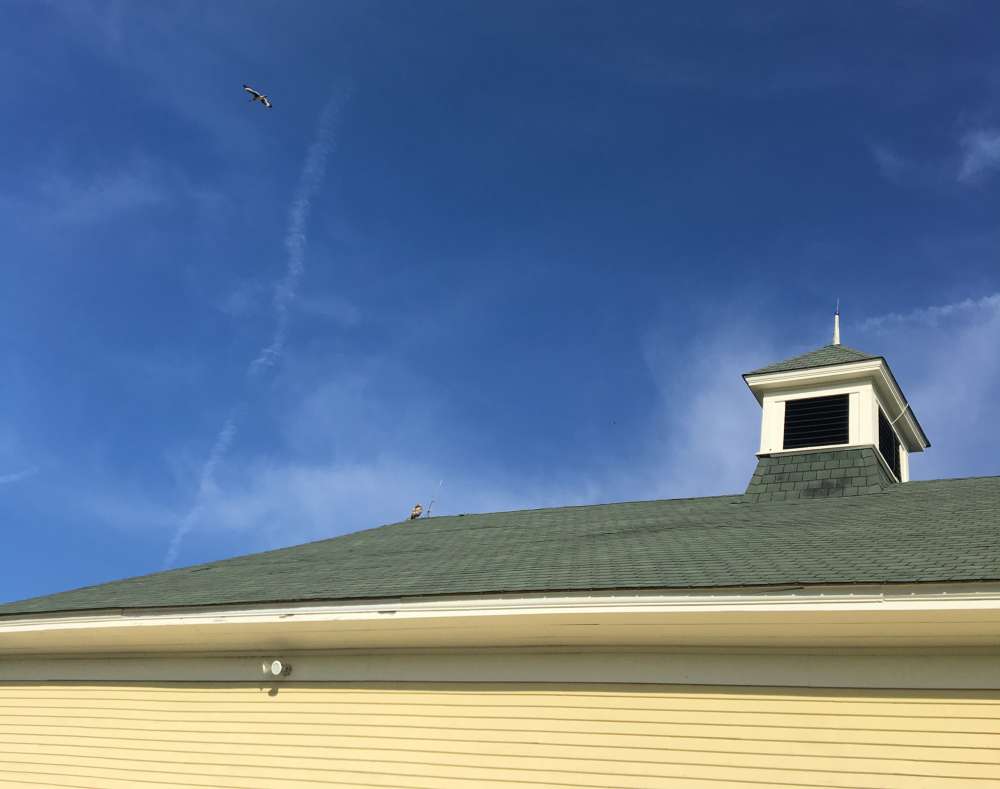 Barn with hawk at gable and willet in flight overhead.