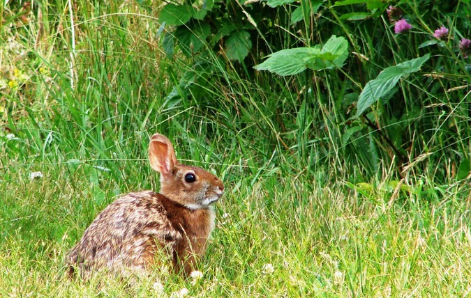 our NEC of the woods