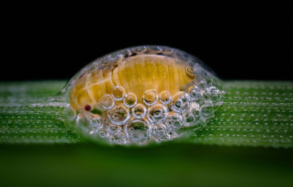 Nsw2018 3 Spittlebug