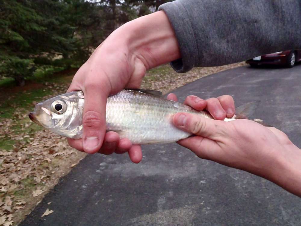 Alewife: 670