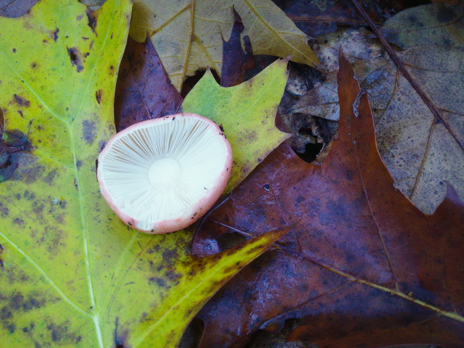 Cap and leaves