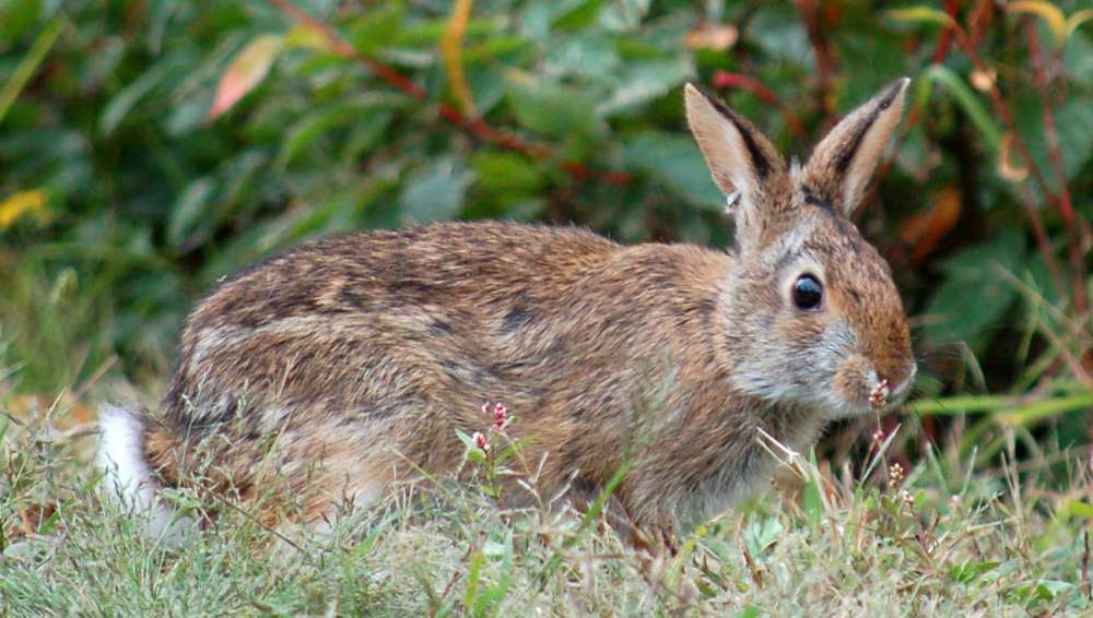 An alert New England cottontail rabbit in grass. &copy; Scott Richardson / Wells Reserve at Laudholm