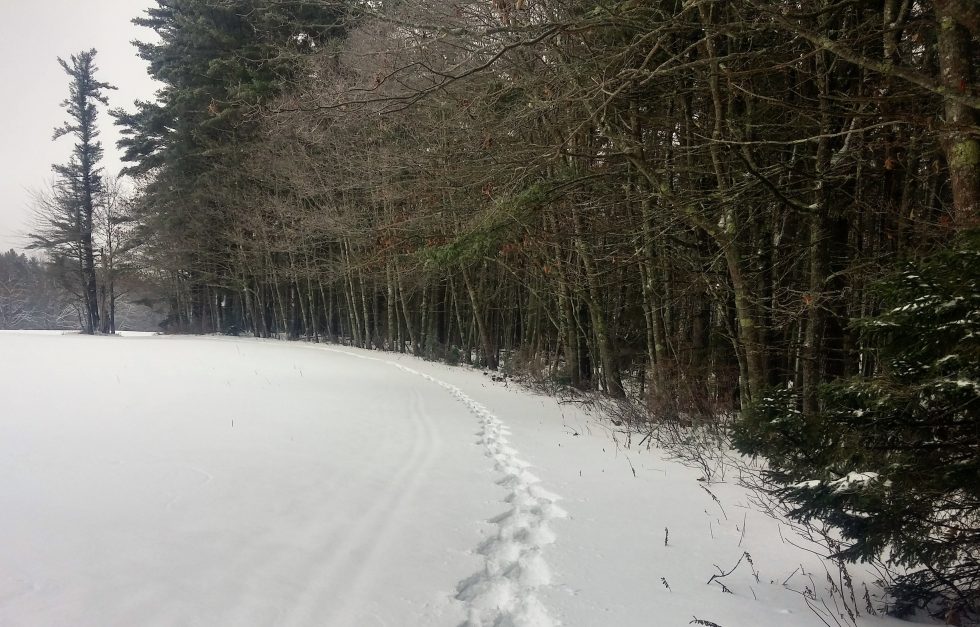 Snowshoe3